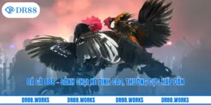 Đá Gà 888 – Sảnh Chọi Kê Đỉnh Cao, Thưởng Cực Hấp Dẫn