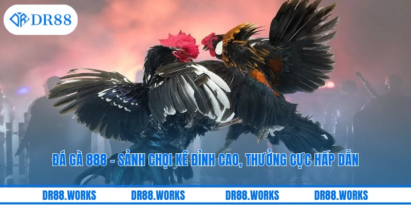 Đá Gà 888 – Sảnh Chọi Kê Đỉnh Cao, Thưởng Cực Hấp Dẫn